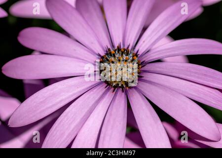 Detail der afrikanischen Gänseblümchen rosa lila Blume blüht im Frühjahr Stockfoto