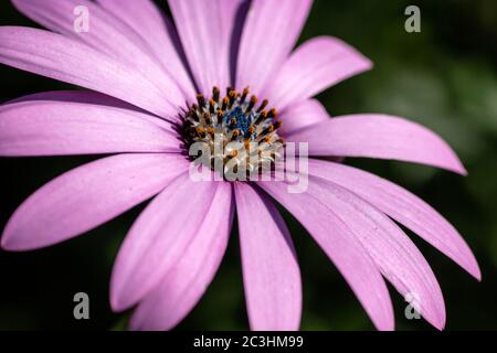 Detail der afrikanischen Gänseblümchen lila Blume blüht im Frühjahr Stockfoto