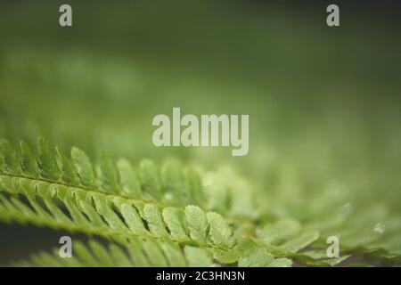 Detail von grünen Farnwedeln Stockfoto