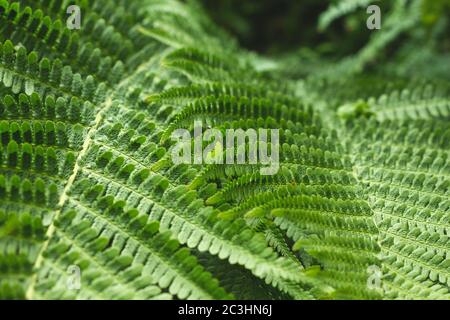 Detail von grünen Farnwedeln Stockfoto
