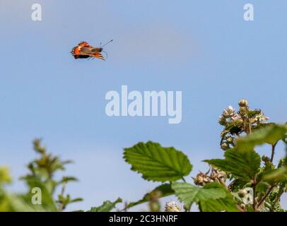 Magheralin, County Armagh, Nordirland. 20. Juni 2020. UK Wetter - ein frischer luftiger Tag mit kühleren Temperaturen in der südöstlichen Brise. Noch immer sehr warm im Sonnenschein, aber Regen wird über den meisten von Nordirland an diesem Abend fallen, wenn eine Kaltwetterfront durchzieht. Kleiner Schildpatt-Schmetterling (Aglais urticae), der in der Luft über der Spitze einer Hecke mit blauem Himmel-Hintergrund fliegt. Kredit: CAZIMB/Alamy Live Nachrichten. Stockfoto