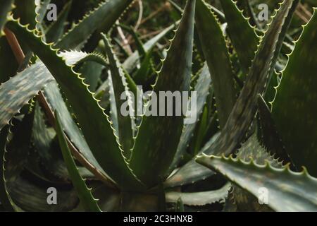 Aloe Vera Pflanzen wachsen wild Stockfoto