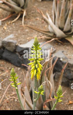 Blühende Aloea Vera Pflanzen gelbe Blüten Stockfoto