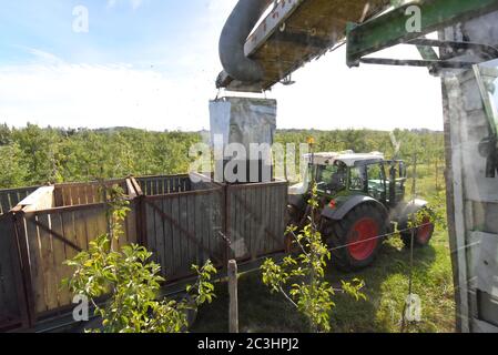 Moderne Apfelernte mit einer Erntemaschine auf einer Plantage mit Obstbäumen Stockfoto