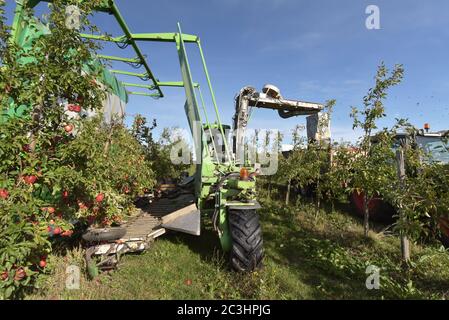 Moderne Apfelernte mit einer Erntemaschine auf einer Plantage mit Obstbäumen Stockfoto
