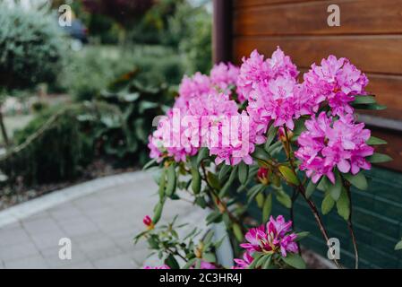 Blühende Rhododendron-Pflanze mit violetten Blüten. Lila blühenden Azaleen Busch im Garten. Rhododendron-Strauch blüht im Frühling Stockfoto
