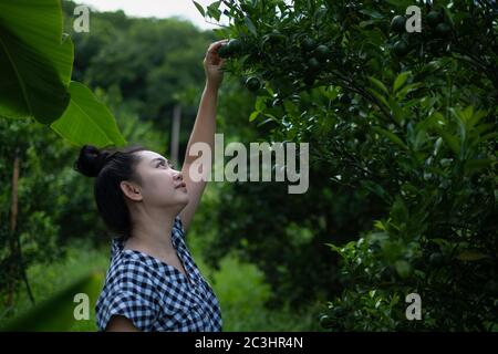 Junge Gärtner asiatische Frau lächeln und pflücken Thai Honig Mandarine Orangen im Garten, Glück und gesunde Lebensweise Konzept Stockfoto