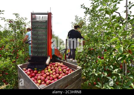 Apfelernte - Arbeiter auf einer modernen Maschine ernten Äpfel auf der Plantage Stockfoto