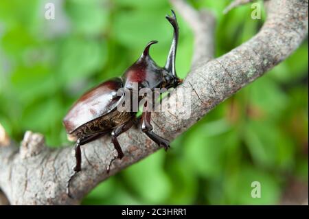 Japanischer Nashornkäfer (Trypoxylus dichotomus / Allomyrina dichotomus) im Japanischen wird er Kabutomushi genannt. Fuji City, Japan. Auf trockenem Ast. Stockfoto