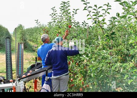 Ernte von frischen Äpfeln auf einer Plantage - Arbeiter, Obstbäume und Kisten von Äpfeln Stockfoto