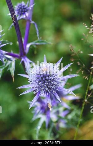 Eryngo lila blaue Blüten Stockfoto