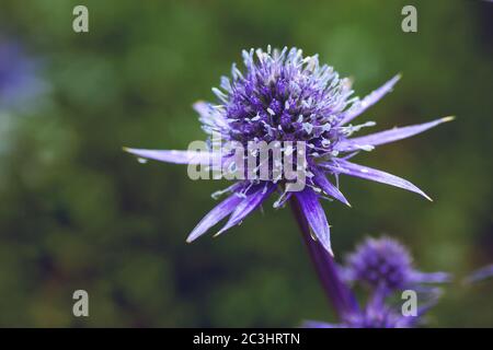 Eryngo lila blaue Blüten Stockfoto