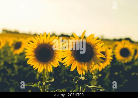 Sonnenblumen Felder Landschaft in Blüte Stockfoto