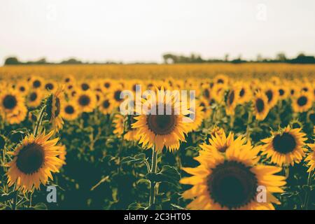 Sonnenblumen Felder Landschaft in Blüte Stockfoto