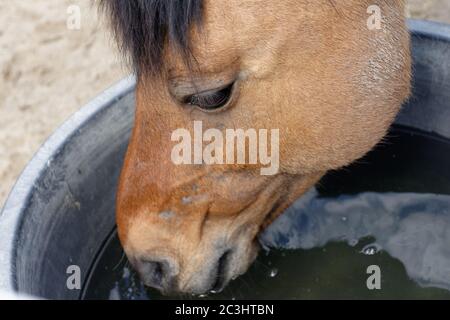 Nahaufnahme des Pferdes, das das Wasser aus dem Metall trinkt Eimer Stockfoto