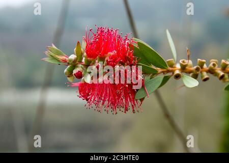 Persische Seidenbaum rote Blume Stockfoto