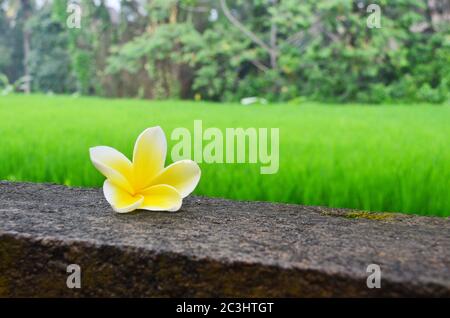 Wunderschöne gelbe Frangipani Blume vor dem Reisfeld in Ubud, Bali. Die Frangipani ist ein ikonischer tropischer Baum mit bunten und Stockfoto