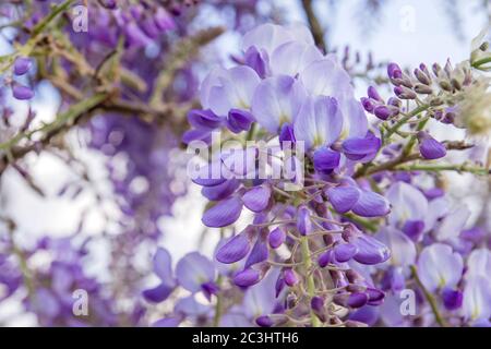 Wisteria lila Blumen blühen im Frühling Stockfoto