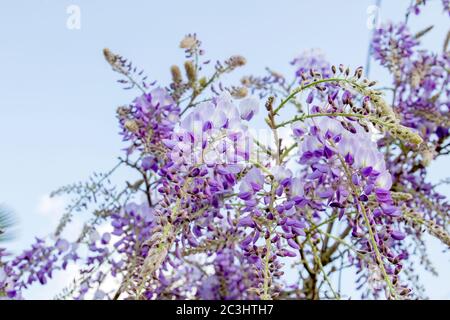 Wisteria lila Blumen blühen im Frühling Stockfoto