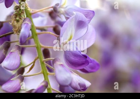 Detail der Glyzinie lila Blüten blüht Stockfoto