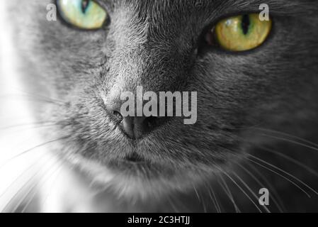 Nahaufnahme des russischen blauen Kreuzes Katzengesichts Stockfoto