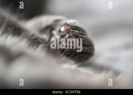 Katzenpfote/ Katzenpfote Makro Stockfoto