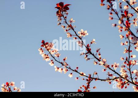 Detail von prunus cerasifera nigra oder schwarze Kirsche Pflaume blüht im Frühjahr Stockfoto