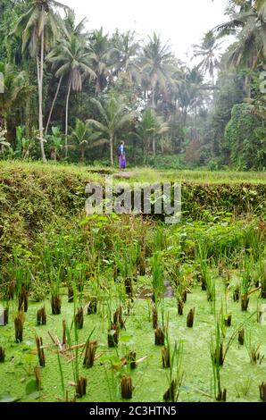 Wunderschönes Wasserpaddy Feld in Ubud, bali, Indonesien mit einem Touristen mit Sarong auf der Rückseite. Stockfoto