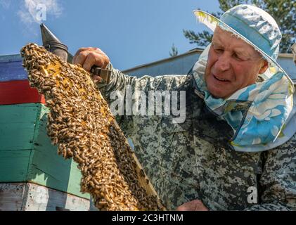 Imkerarbeit, der Imker untersucht, überprüft und korrigiert die Rahmen Stockfoto