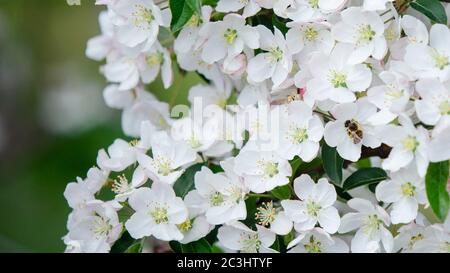 Bestäubung der Blumen im Frühling. Biene sitzt auf weißer Blume Stockfoto