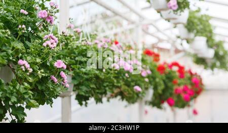 Sammlung von Miniaturrosen im Gewächshaus. Rosa und rote Topfblumen hängen von der Decke Stockfoto