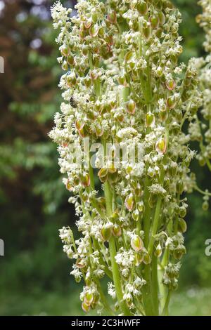 Rhabarber-Blumen Stockfoto