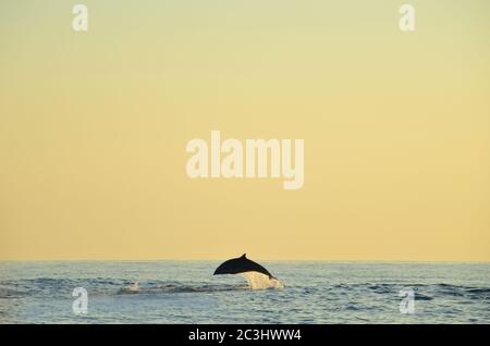 Delfinbeobachtung während der Sonnenaufgangszeit in Sanur, Bali. Lovina Strand ist einer der spektakulären Strand mit Delphin Lebensraum und Ort für Delfine beobachten Stockfoto