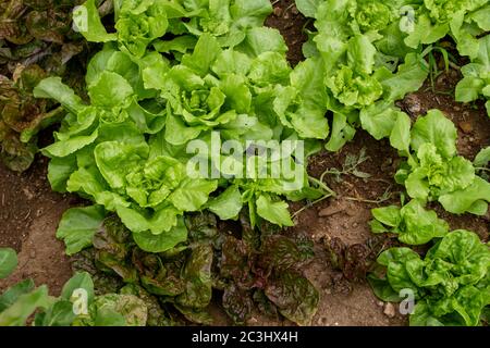 Salatpflanzen wachsen im Küchengarten Stockfoto