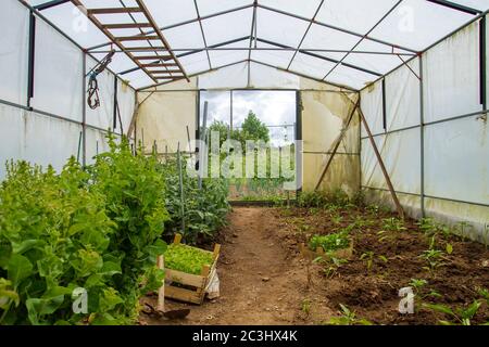 Anbau von Bio-Lebensmitteln in einem Gewächshaus Stockfoto