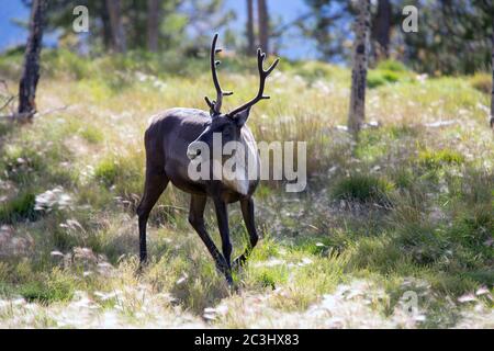 Ein junges Caribou (Rentier) auf einer Wiese in den Yukon Territories, Kanada. Stockfoto