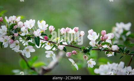 Natur im Frühling. Dicht blühender Baumzweig auf verschwommenem Hintergrund Stockfoto