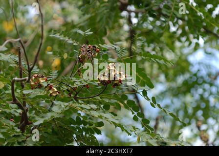 Rote Samen oder Jumbie-Perlen, in Hülsen des Acacia Coral Tree oder Perlenbaum, auch bekannt als Adenanthera pavonina Stockfoto