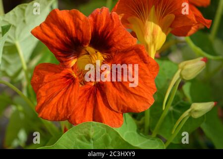 Leuchtend orange Gemeine Kapuzinerkresse Blume, Edelstein-Mischung, wächst in einem Sommergarten Stockfoto