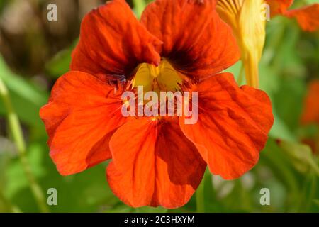 Leuchtend orange Gemeine Kapuzinerkresse Blume, Edelstein-Mischung, wächst in einem Sommergarten Stockfoto