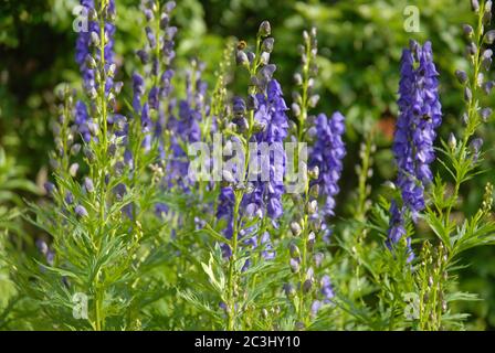 Aconitum napellus, auch bekannt als Monkshood oder Wolf's bane, eine giftige mehrjährige Kraut Stockfoto