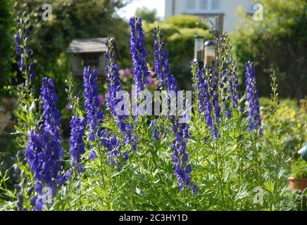 Aconitum napellus, auch bekannt als Monkshood oder Wolf's bane, eine giftige mehrjährige Kraut, wächst in einem englischen Cottage Garden Stockfoto