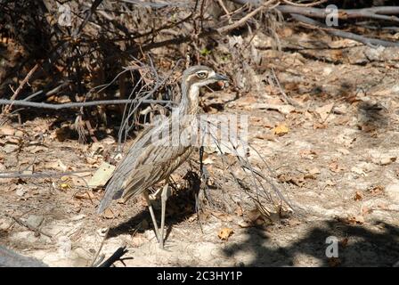 Bush Stone-Curlew, Burhinus grallarius, am Strand von Florence Bay, Magnetic Island, Queensland, Australien Stockfoto