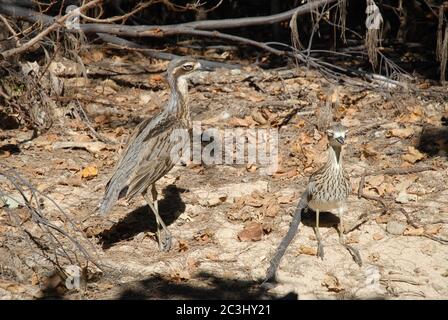 Zwei Bush Stone-Curlews, Burhinus grallarius, getarnt im Unterholz des Strandes in Florence Bay, Magnetic Island, Queensland, Australien Stockfoto