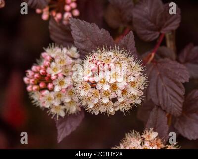 Hübsche Blüten und Knospen auf einem Garten ninebark Strauch, Sorte Physocarpus opulifolius 'Lady in Red' Stockfoto