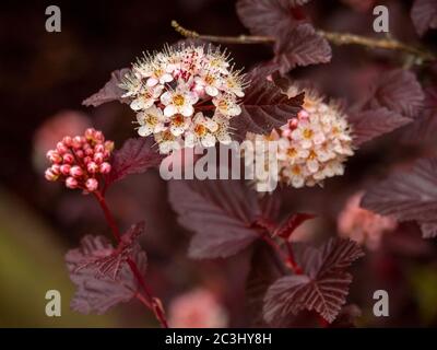 Hübsche Blüten und Knospen auf einem Garten ninebark Strauch, Sorte Physocarpus opulifolius 'Lady in Red' Stockfoto