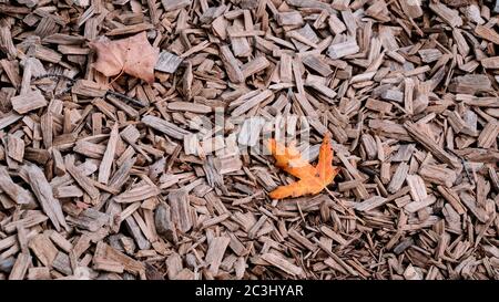 Orange Herbst Ahornblatt auf zerkleinerten Zedernbaum Rinde Textur Hintergrund Nahaufnahme. Kofferraum. Alte Baumrinde Hintergrund oder Textur. Braun geschreddert Stockfoto