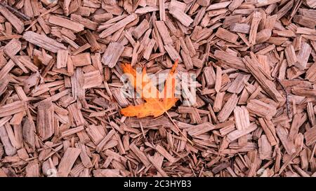 Orange Herbst Ahornblatt auf zerkleinerten Zedernbaum Rinde Textur Hintergrund Nahaufnahme. Kofferraum. Alte Baumrinde Hintergrund oder Textur. Braun geschreddert Stockfoto