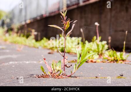 Grüne Pflanze Wächst Trog Geknackt Asphalt Boden Stockfoto