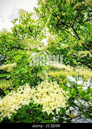 Holunderblüten auf dem Baum in der Sonne, weicher Fokus Stockfoto